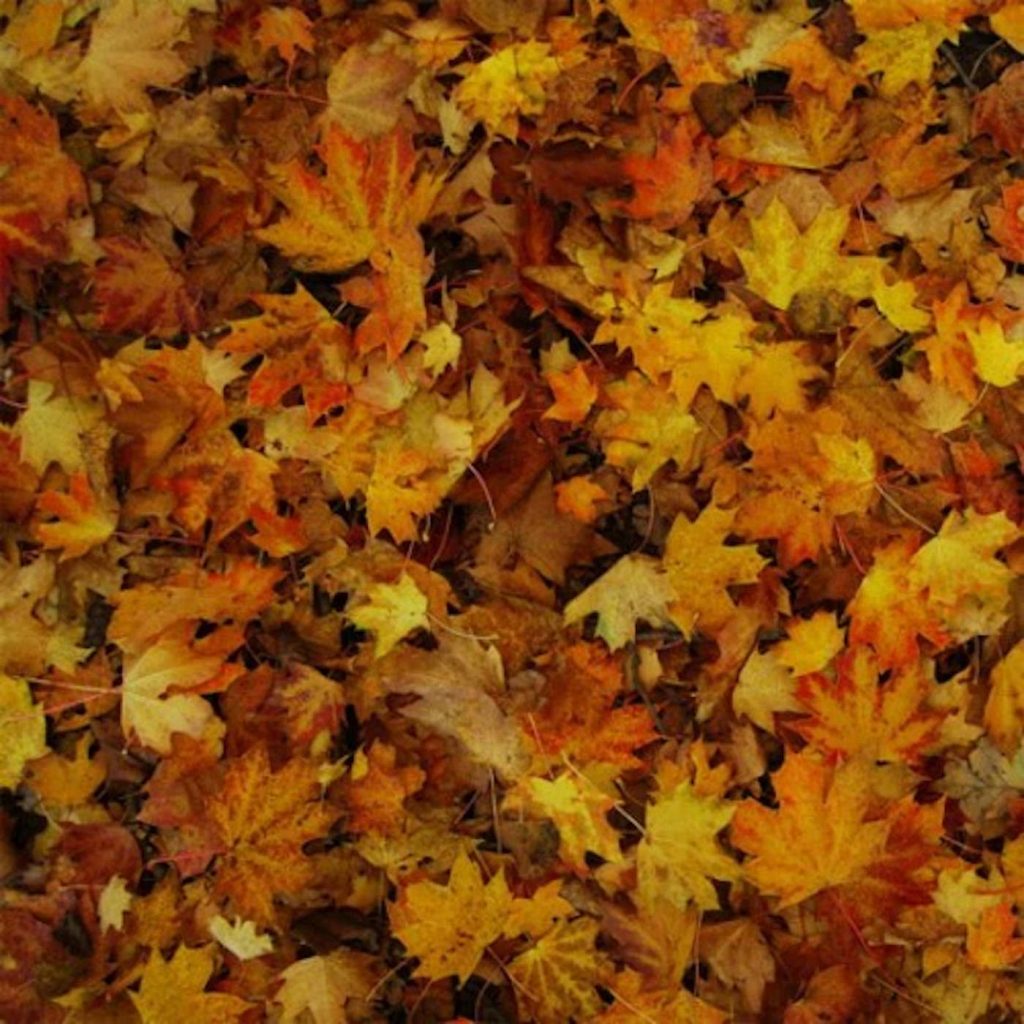 Childish Gambino EP Album Cover
