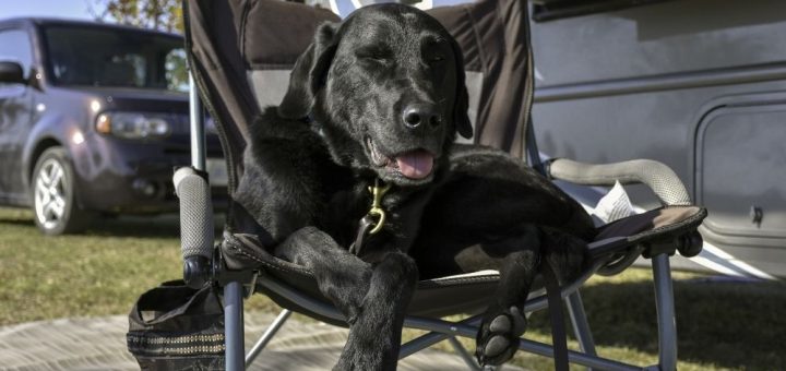 Advice for RVing With Your Dog for the First Time