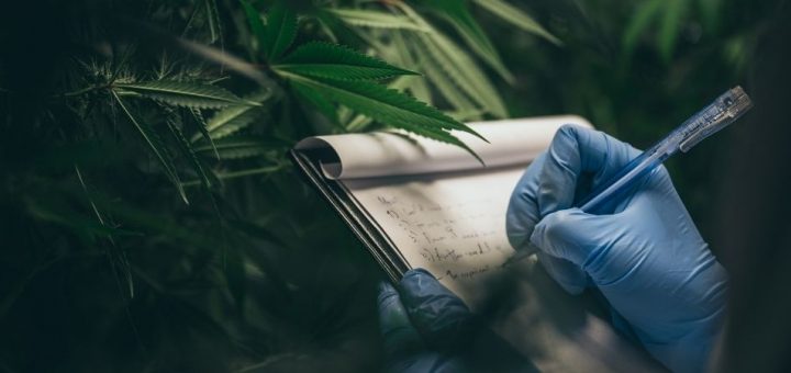 Top Reasons To Open a Cannabis Business Now