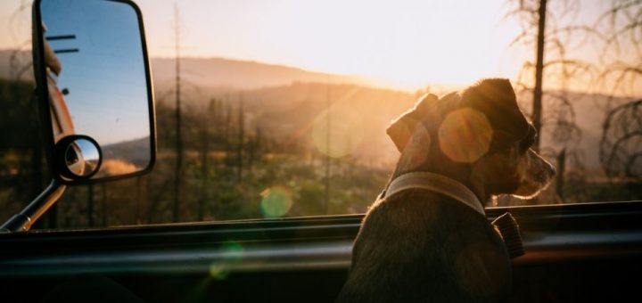 How To Create a Space for Your Pet in an RV