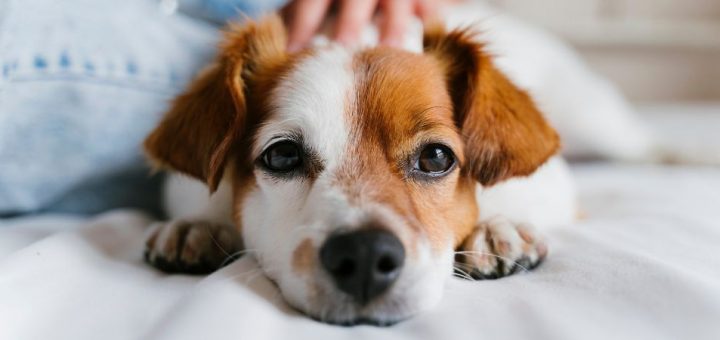 6 Ways To Prep Your Home for a New Pet’s Arrival