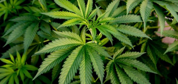 What States Can You Legally Grow Cannabis?