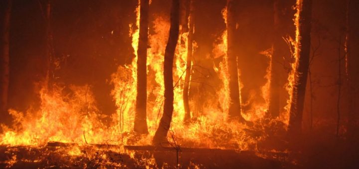 Most Common Causes of Accidental Forest Fires