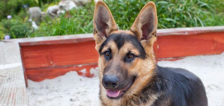3 Ways To Make Your Backyard Dog-Friendly