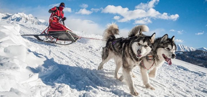 How To Go Sledding With Your Dog This Winter