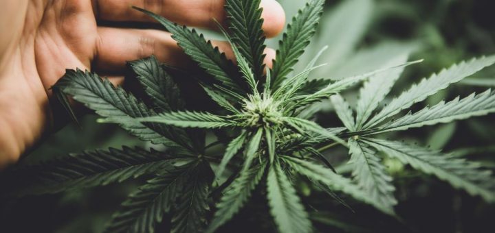 The Basics That Every Cannabis Grower Needs