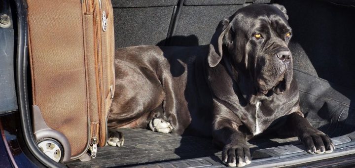 Tips for Planning a Dog-Friendly Vacation