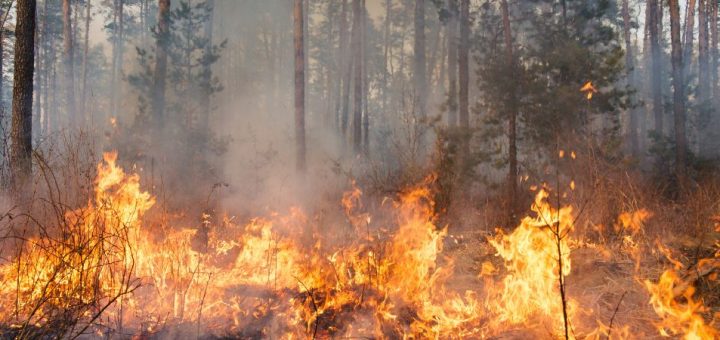 Understanding How Dangerous a Wildfire Can Be