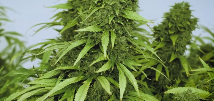 Helpful Tips for Making a Functional Cannabis Grow Room