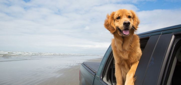 How To Prepare To Travel With Dogs in a Toyota Tacoma