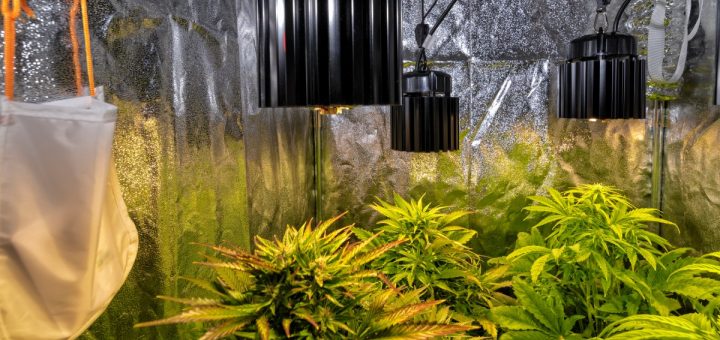An indoor grow tent with reflective walls, vibrant green plants under warm grow lights, and a suspended white fabric filter.