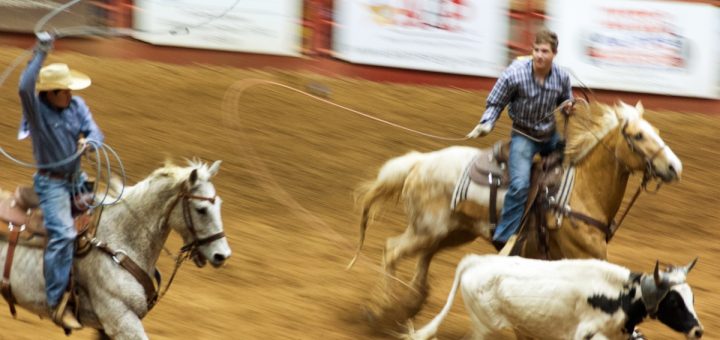 A blurry view of the rodeo ring with a cowboy getting ready to toss the rope around a calf. There's a guide on the side.