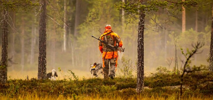 A hunter runs with hunting dogs in the wilderness, tracking game through rugged terrain surrounded by the forest.
