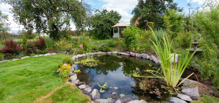 A small pond with some floating water lilies and a large plant on the edge, surrounded by green grass and some trees.