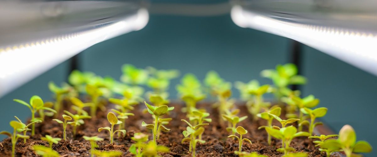 LED grow lights shine over a tray of young green seedlings sprouting from soil in an indoor growing setup.