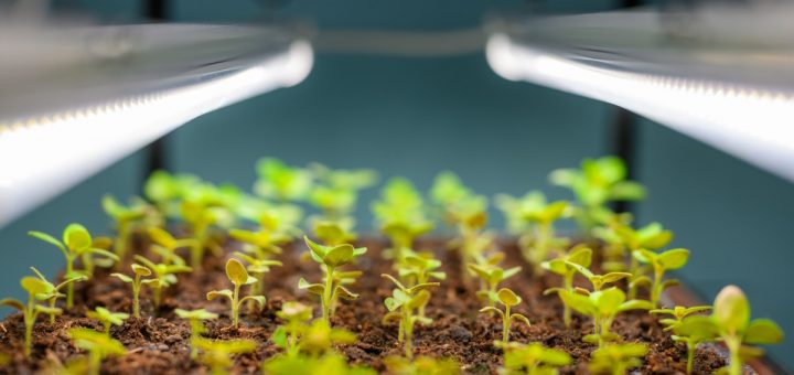 LED grow lights shine over a tray of young green seedlings sprouting from soil in an indoor growing setup.
