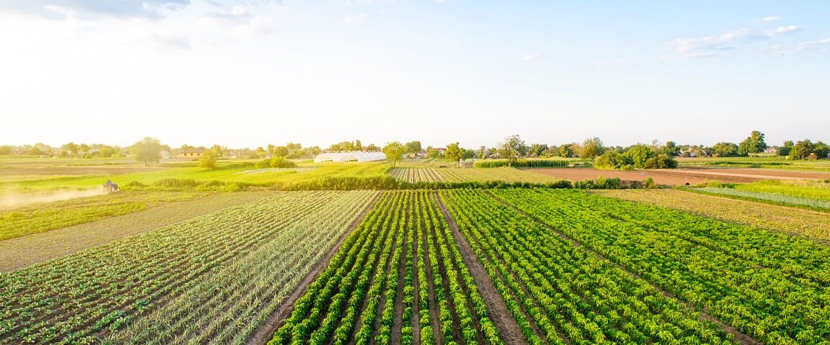 An aerial view of a farm. There are rows of vegetation, each having a section that has a different type of plant.