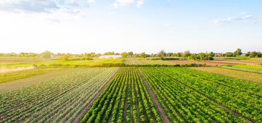 An aerial view of a farm. There are rows of vegetation, each having a section that has a different type of plant.